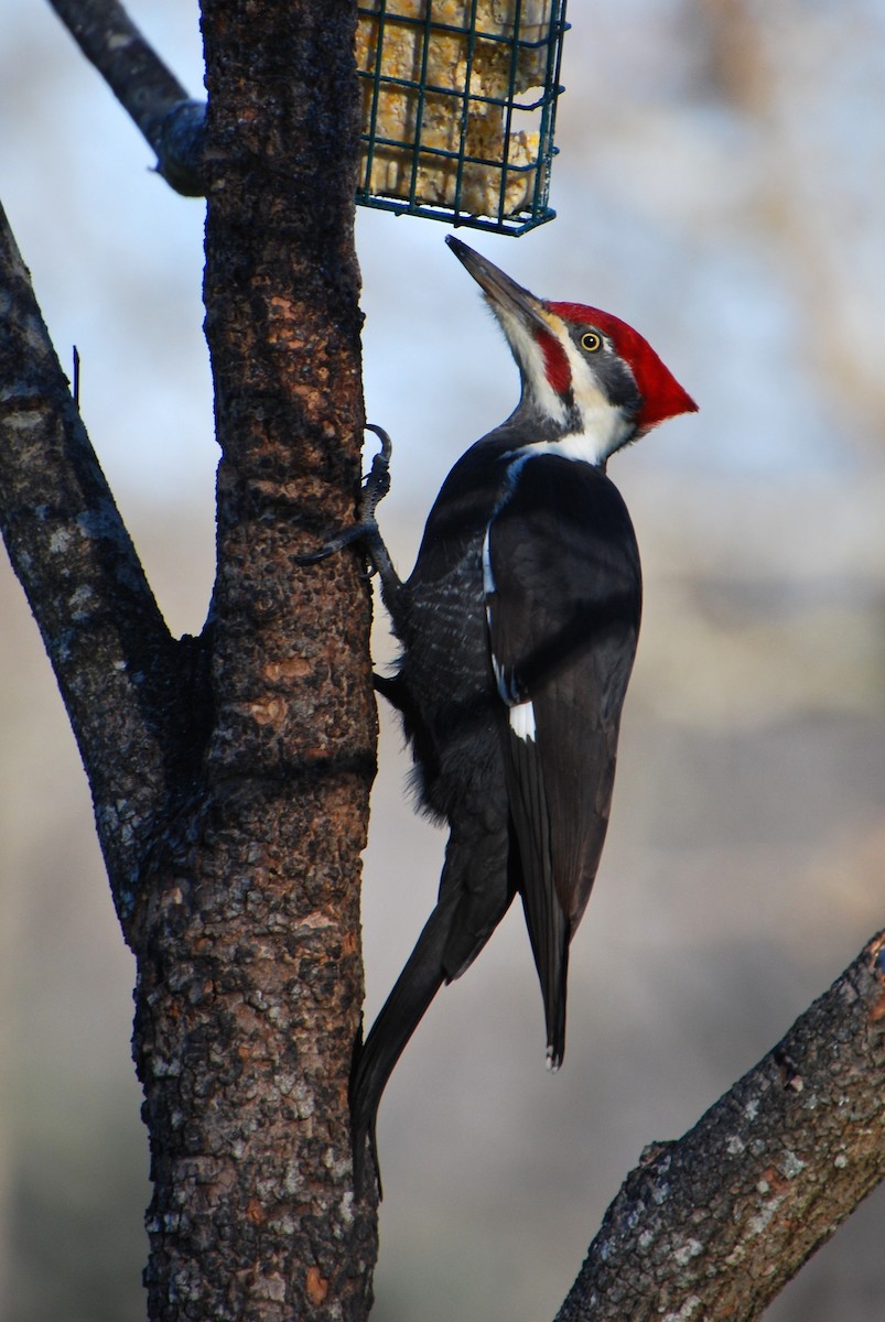 Pileated Woodpecker - ML284028211