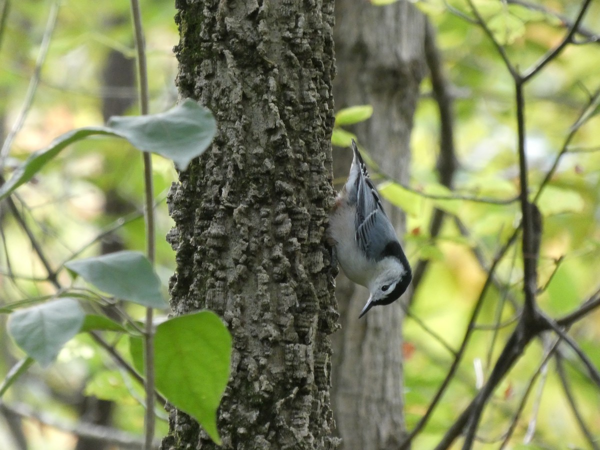 White-breasted Nuthatch - ML284031171
