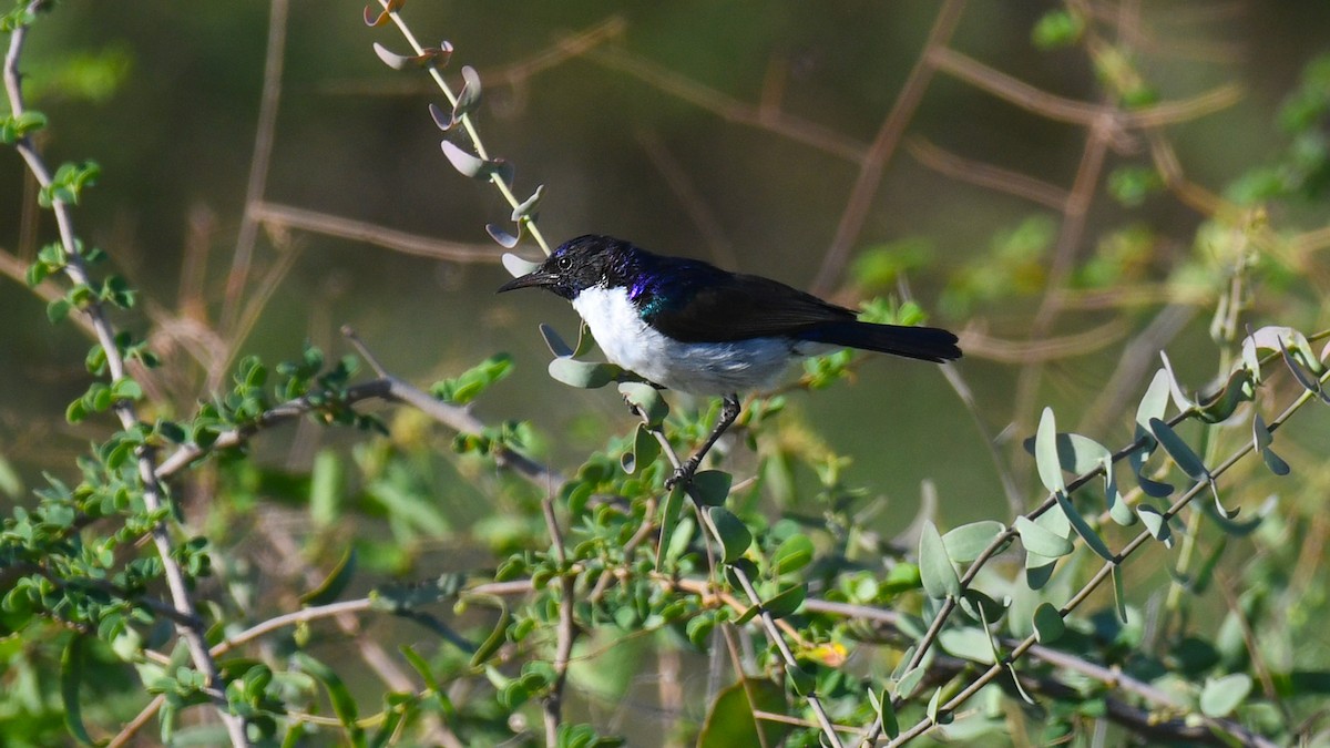 Eastern Violet-backed Sunbird - ML284036701