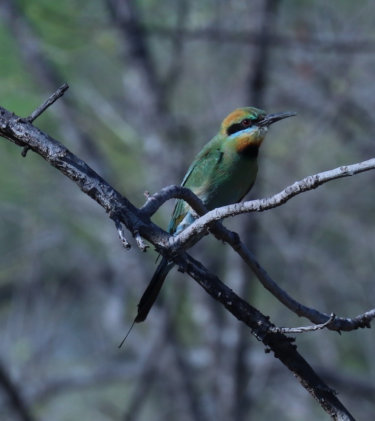 Rainbow Bee-eater - Tom Lewis