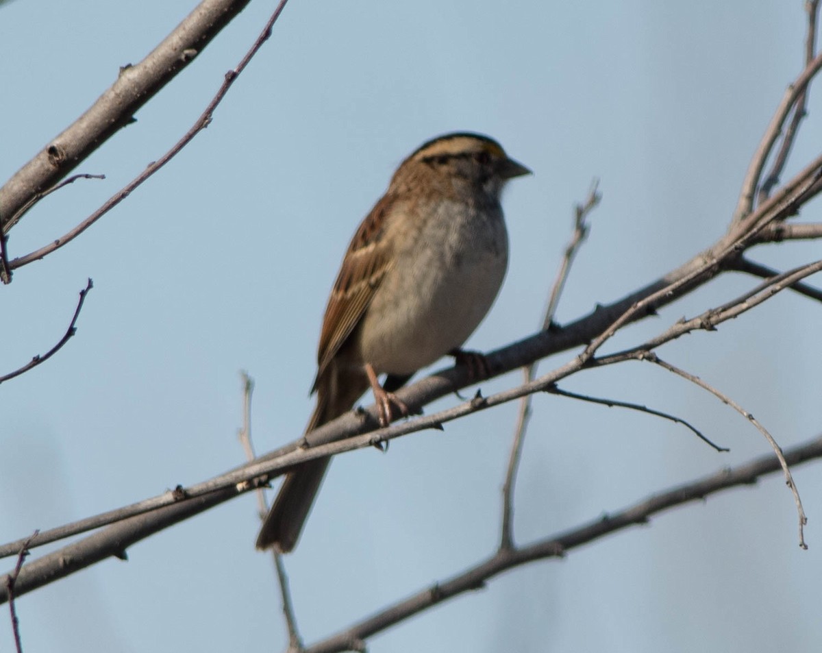 White-throated Sparrow - ML284040881