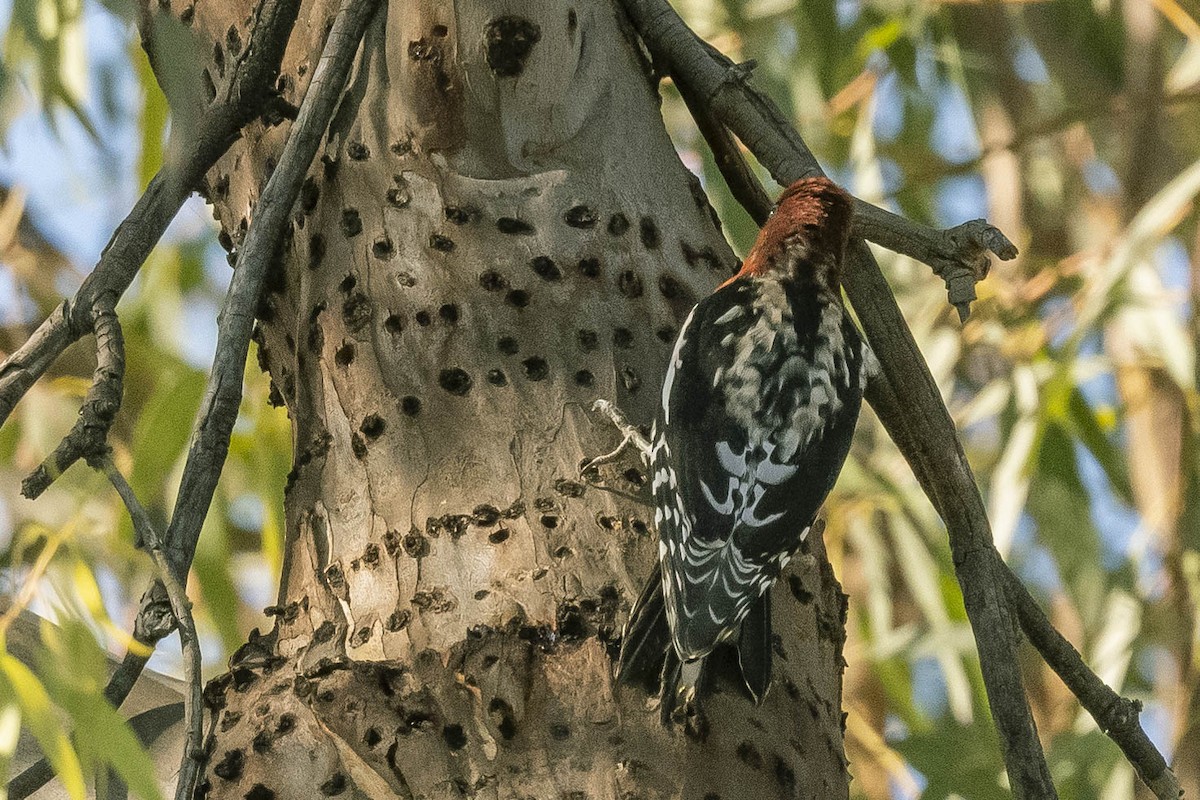 Red-breasted Sapsucker - ML284052611
