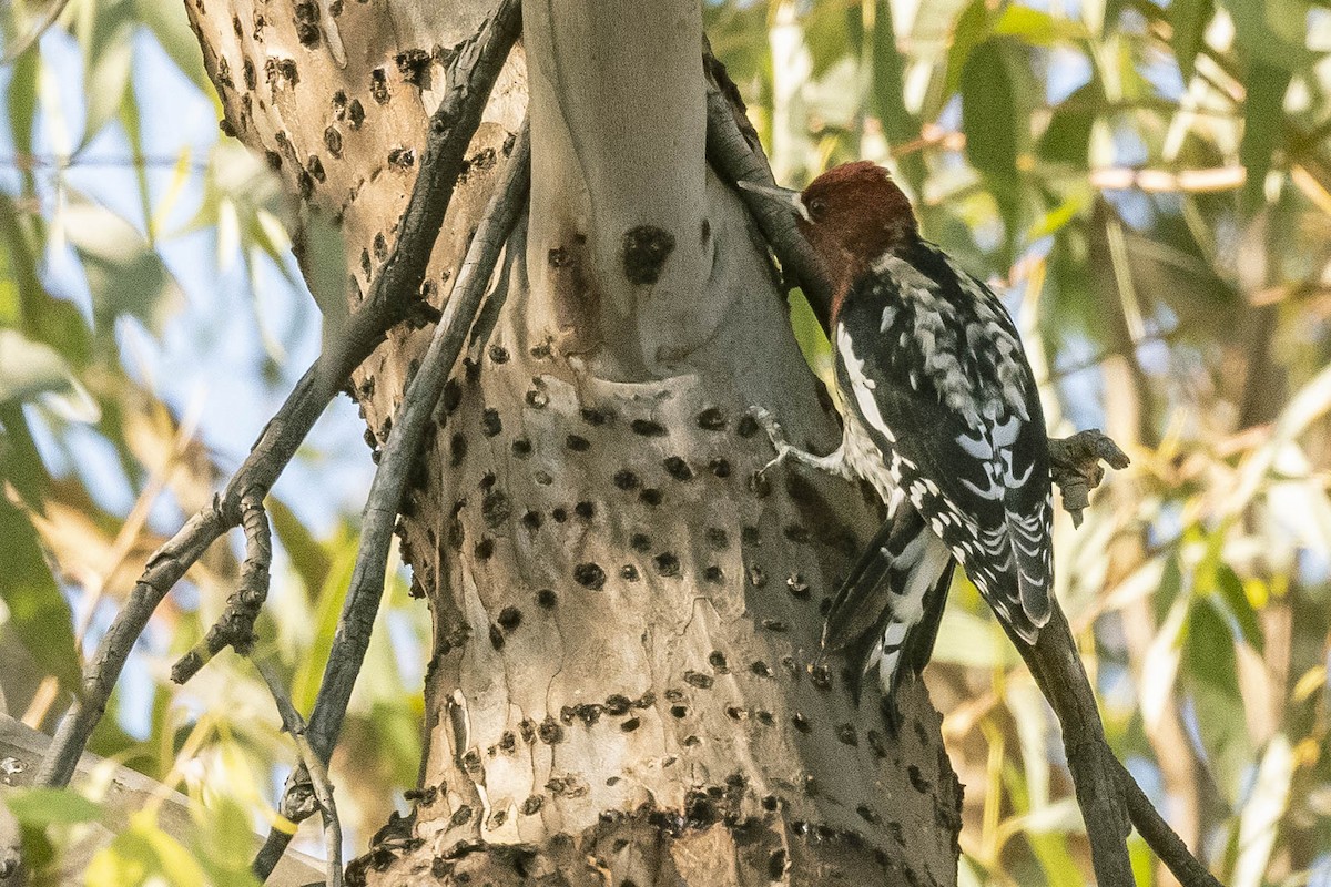 Red-breasted Sapsucker - ML284052621