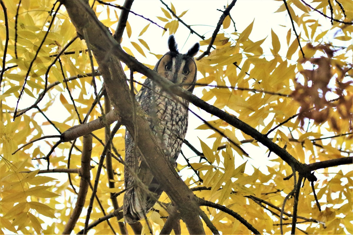 Long-eared Owl - Steve Hampton