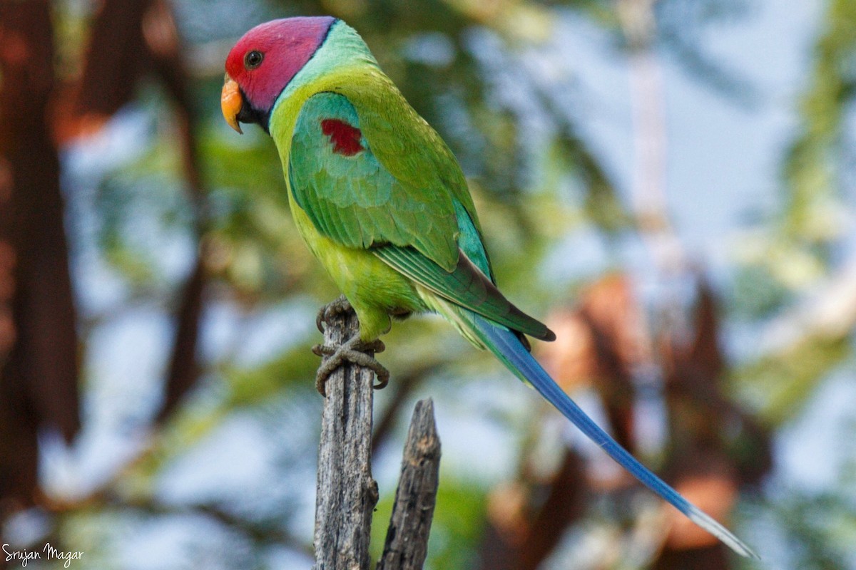 Plum-headed Parakeet - Srujan Magar