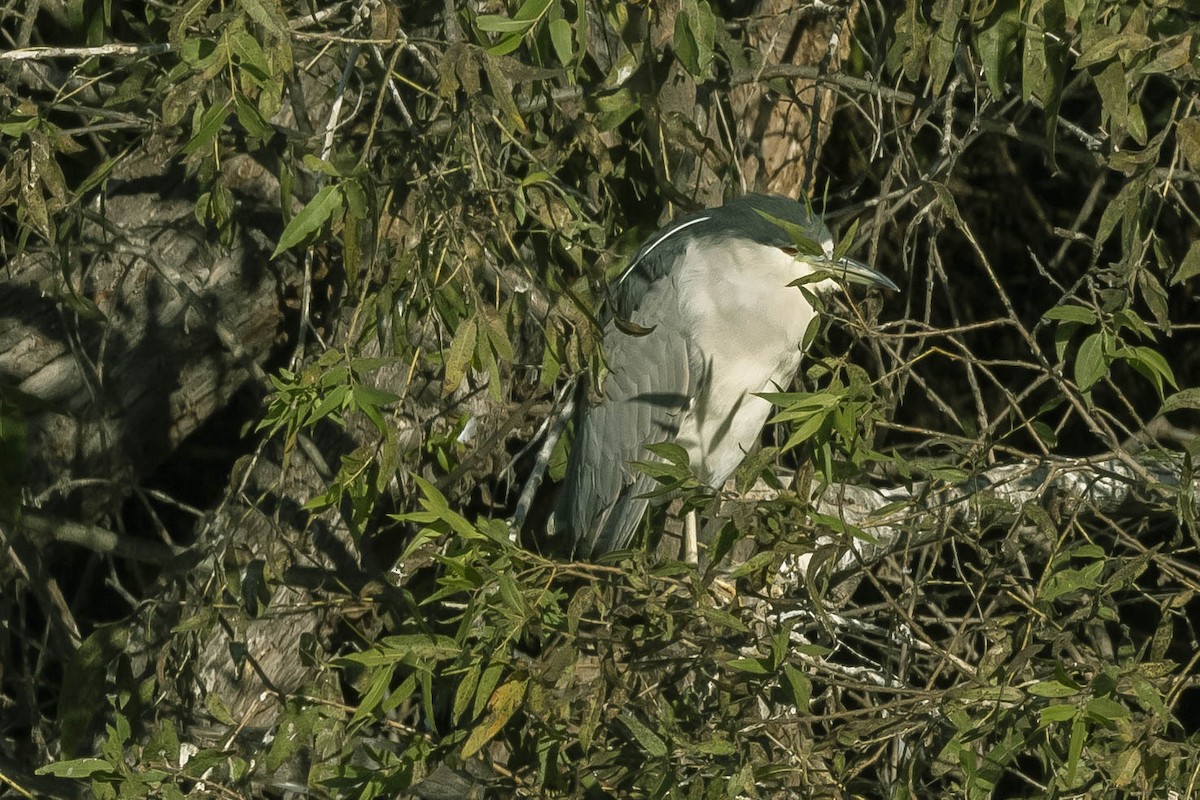 Black-crowned Night Heron - ML284054001