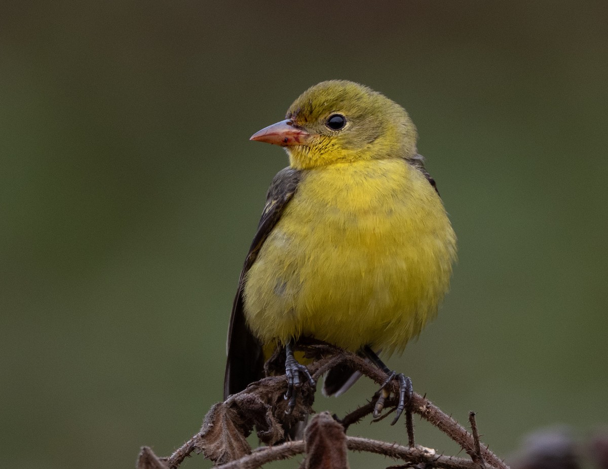 Western Tanager - ML284069191