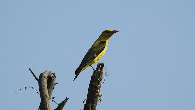 Indian Golden Oriole - ML284072071