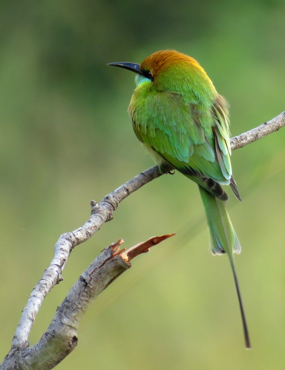 Asian Green Bee-eater - Santharam V