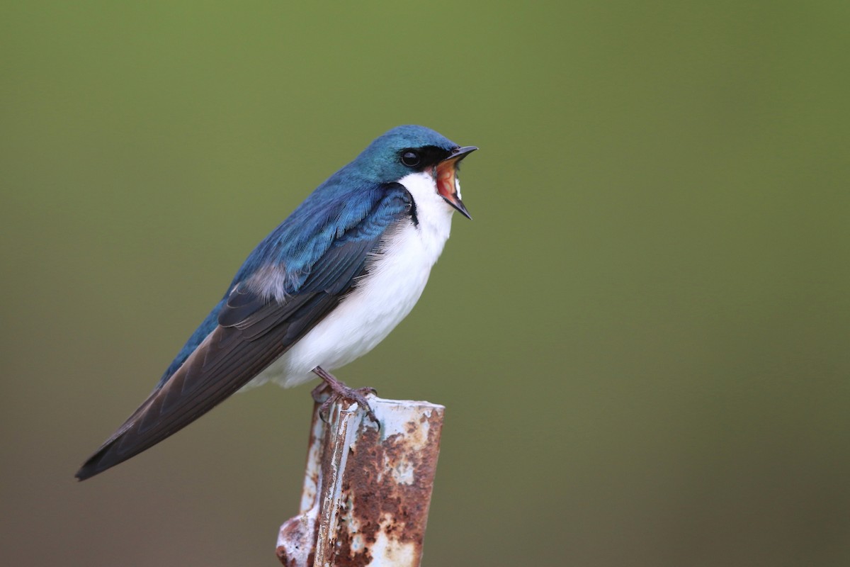 Tree Swallow - Andy Wilson