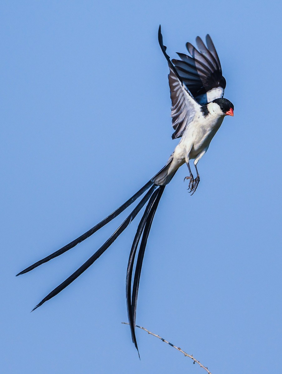 Pin-tailed Whydah - Maryse Neukomm