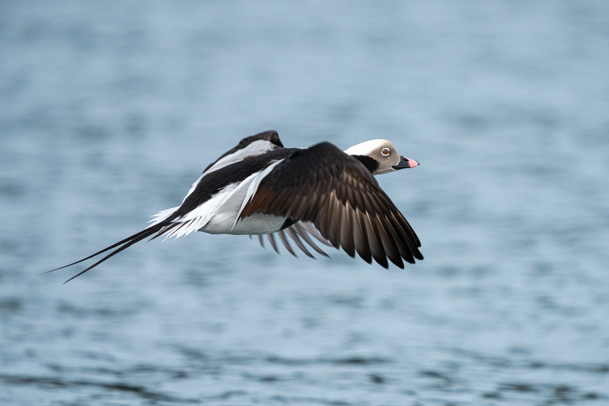 Long-tailed Duck - Jack Riley