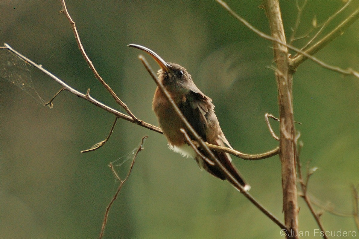 Rufous-breasted Hermit - ML284085061