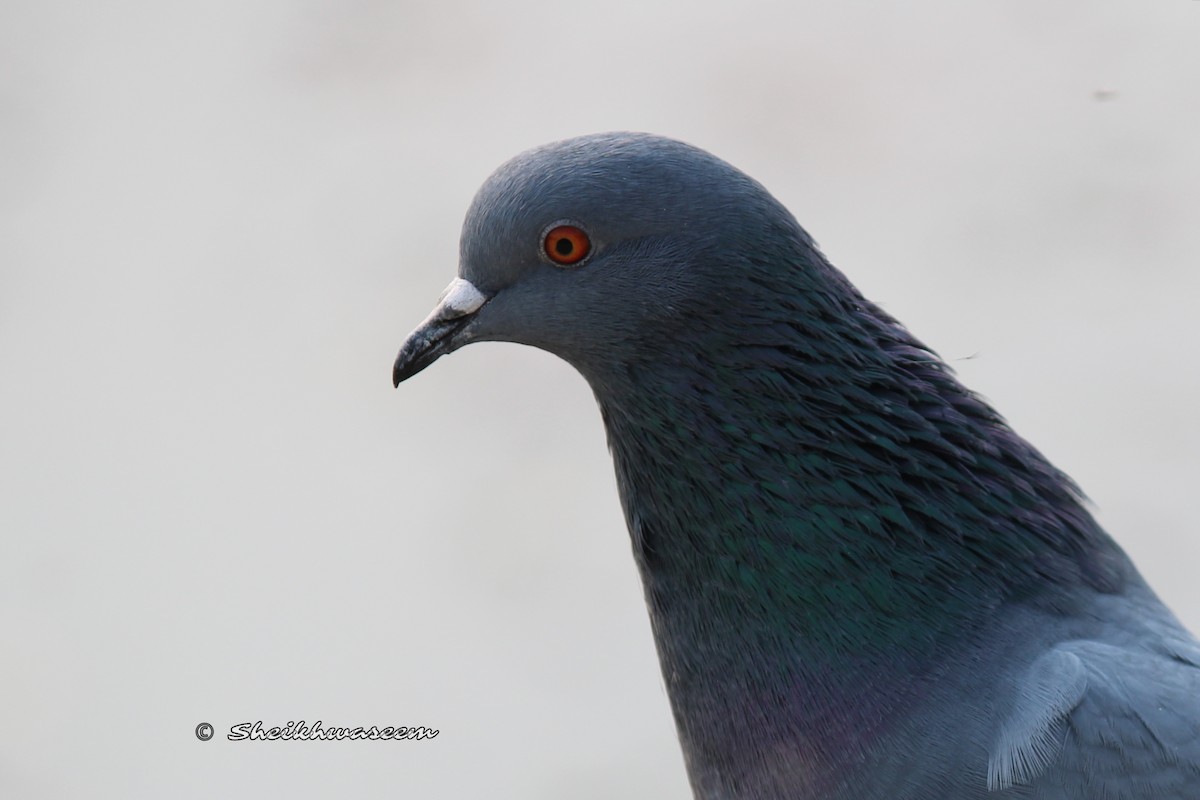Rock Pigeon (Feral Pigeon) - ML284087351