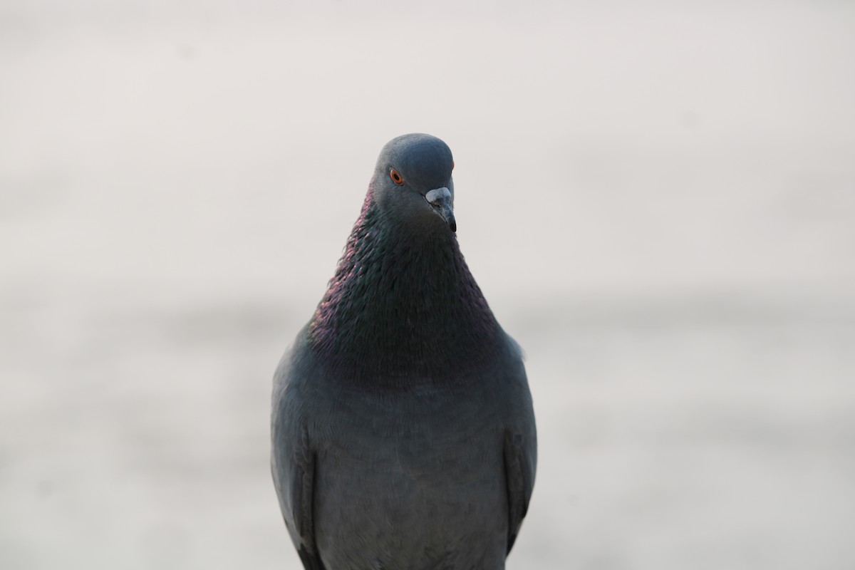 Rock Pigeon (Feral Pigeon) - ML284087731