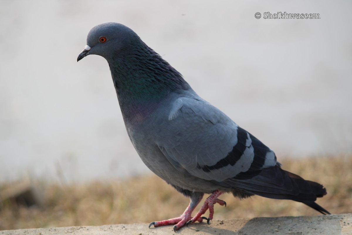 Rock Pigeon (Feral Pigeon) - ML284087911