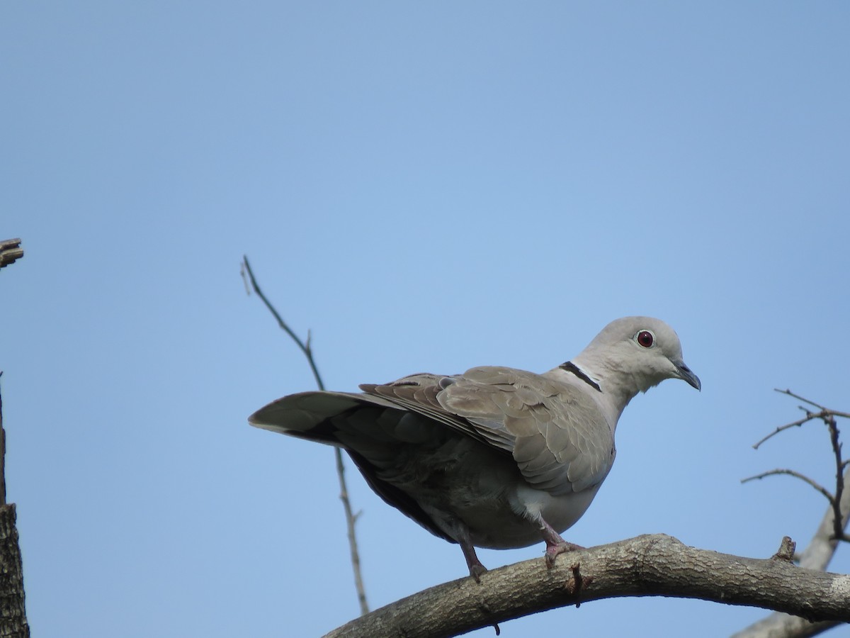 Eurasian Collared-Dove - ML284089031