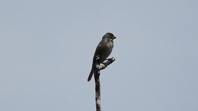 Double-collared Seedeater - ML284100421