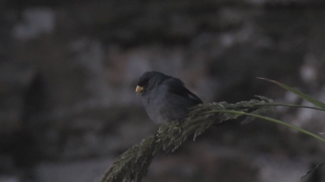 Band-tailed Seedeater - ML284100811