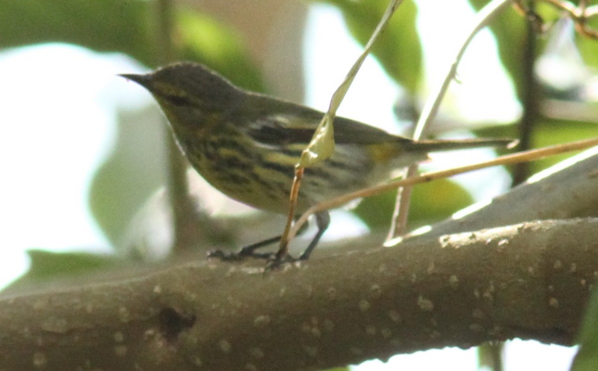 Cape May Warbler - ML284102551