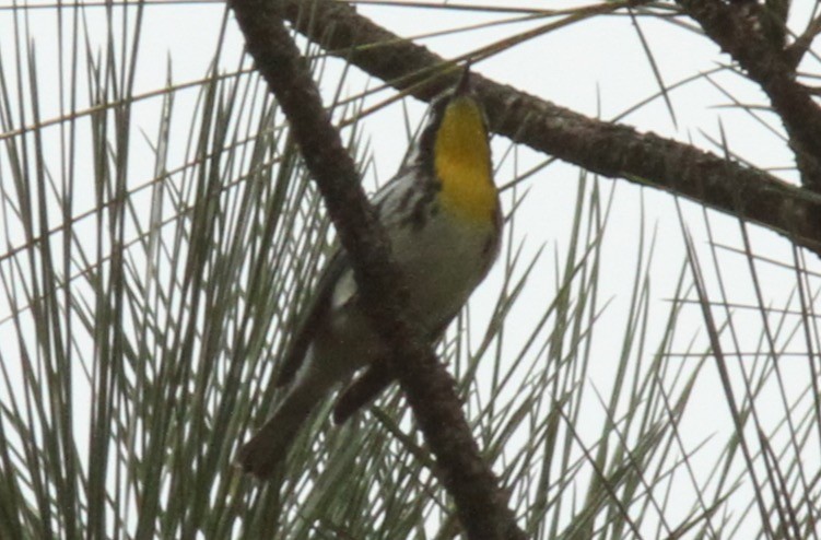 Yellow-throated Warbler - ML284103801