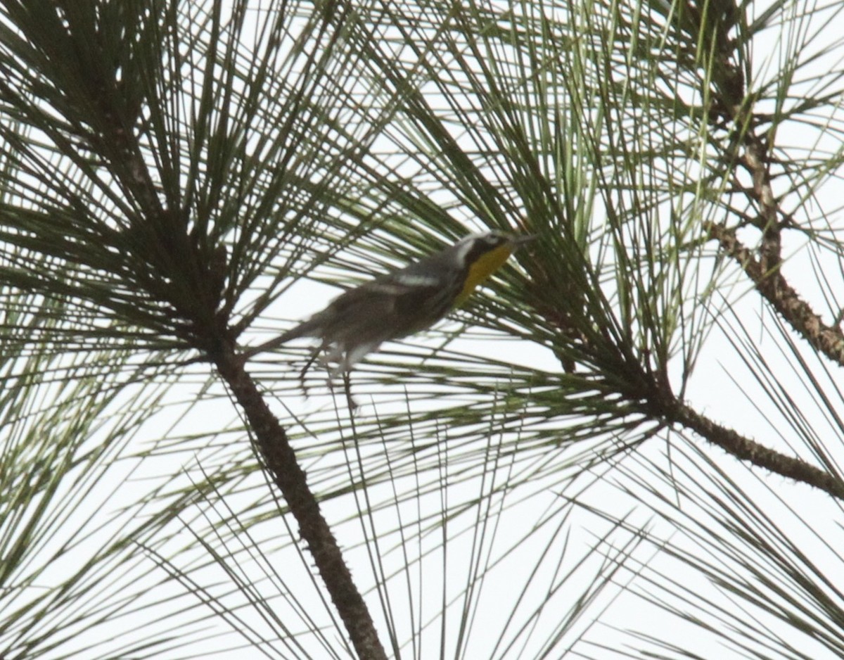 Yellow-throated Warbler - ML284103811