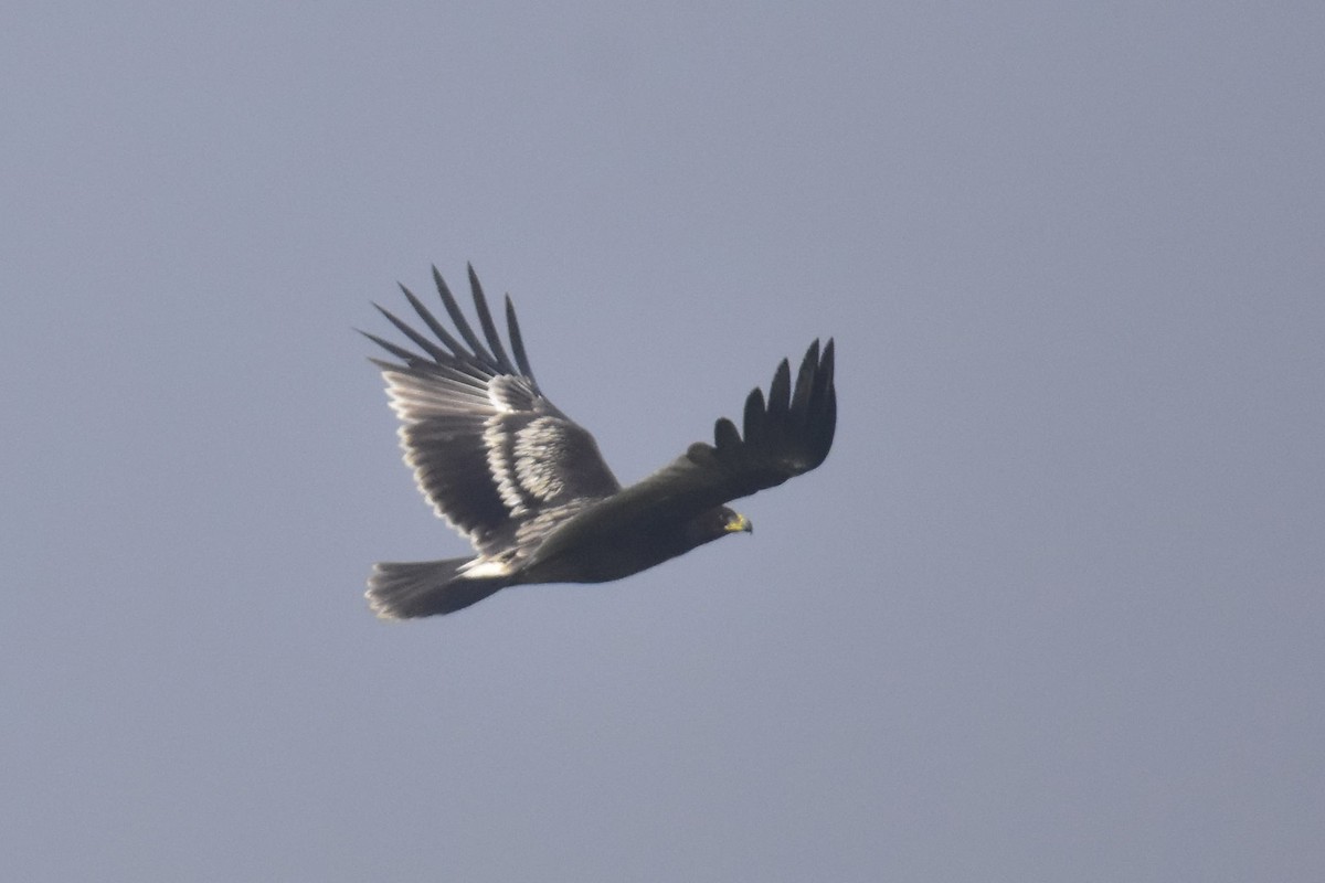 Greater Spotted Eagle - ML284105261