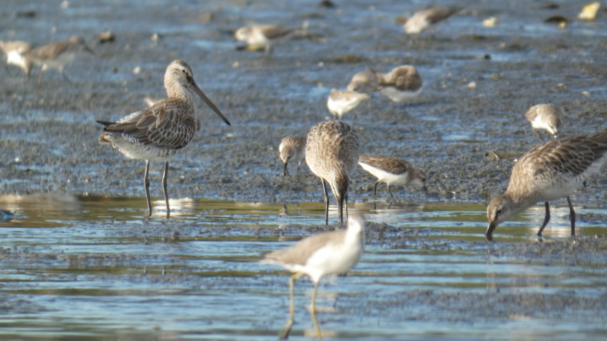 Asian Dowitcher - ML284111621