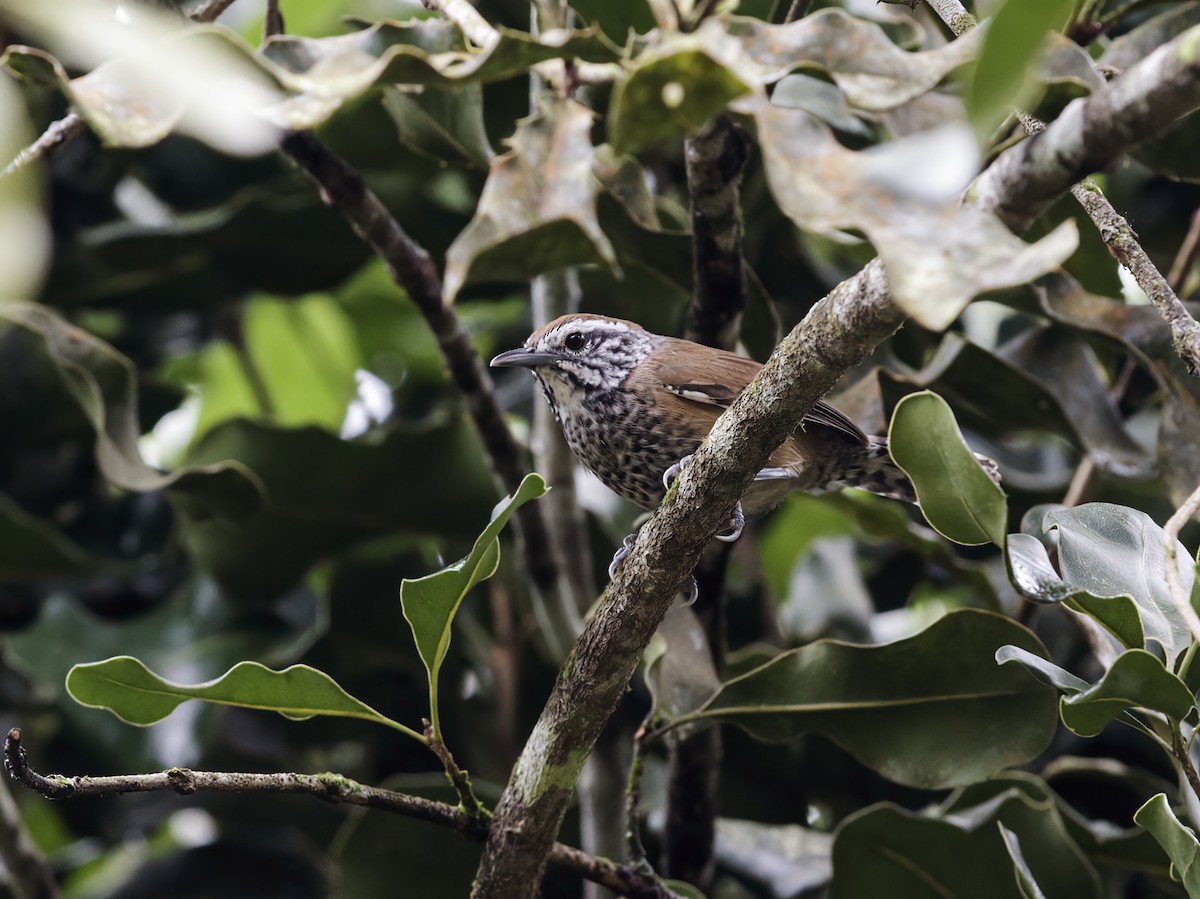 Speckle-breasted Wren (Speckle-breasted) - Nick Athanas