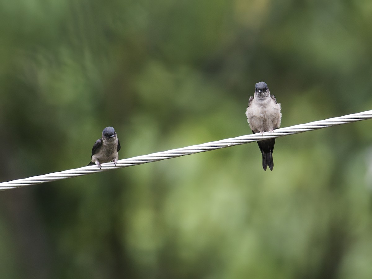 White-thighed Swallow - ML284116961