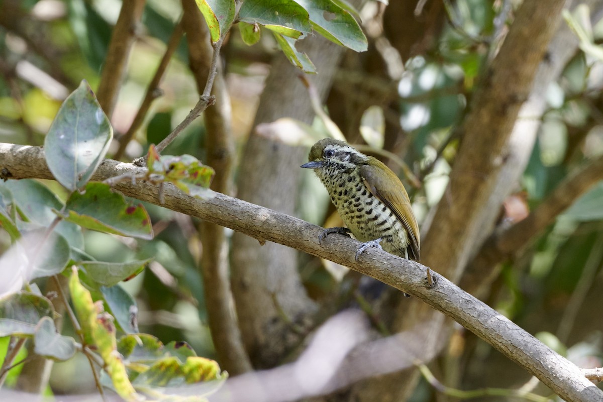 Speckled Piculet - S S Cheema