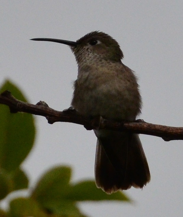 Spot-throated Hummingbird - Clayton Burne