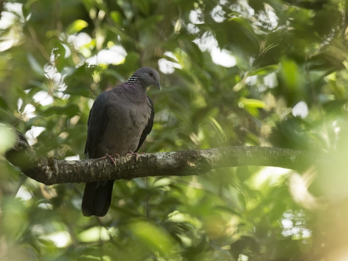 Sri Lanka Wood-Pigeon - benny cottele