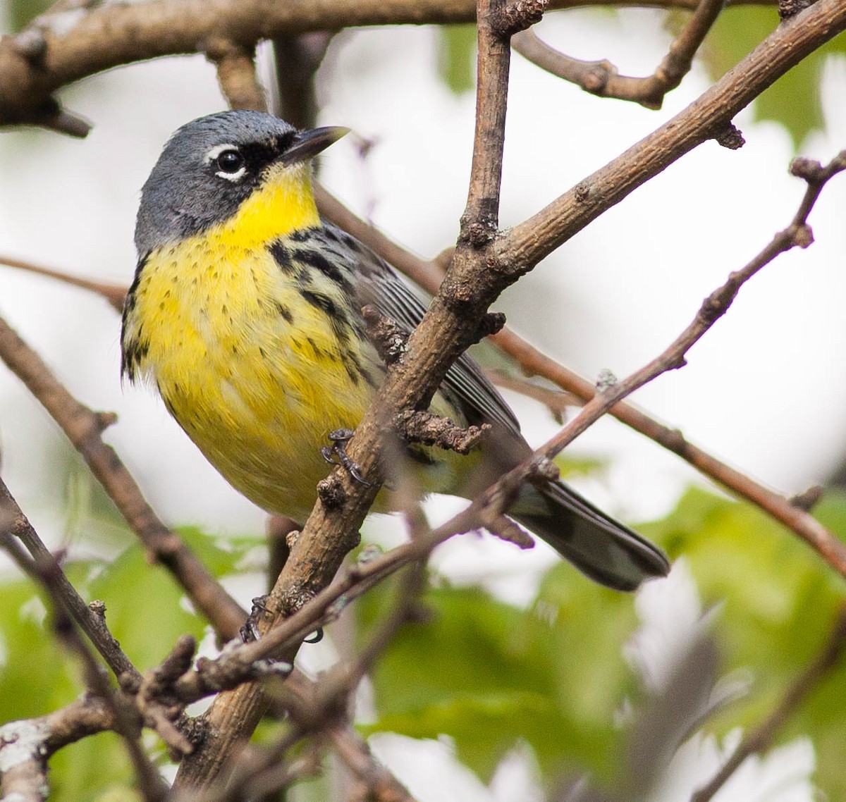 Kirtland's Warbler - Jacob Roalef - Birding Ecotours