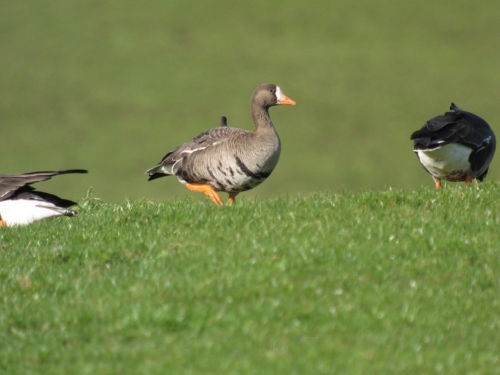 Greater White-fronted Goose (Greenland) - Mike Youdale