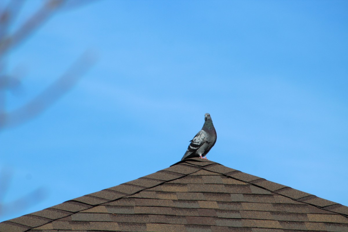 Rock Pigeon (Feral Pigeon) - ML284131951