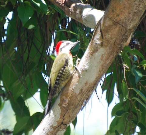 Cuban Green Woodpecker - Butch Carter