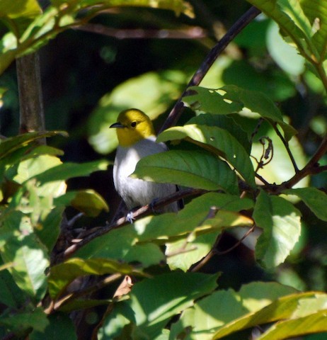 Yellow-headed Warbler - ML284135541