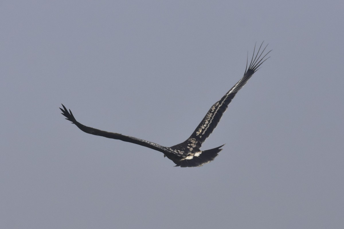 Greater Spotted Eagle - ML284143401