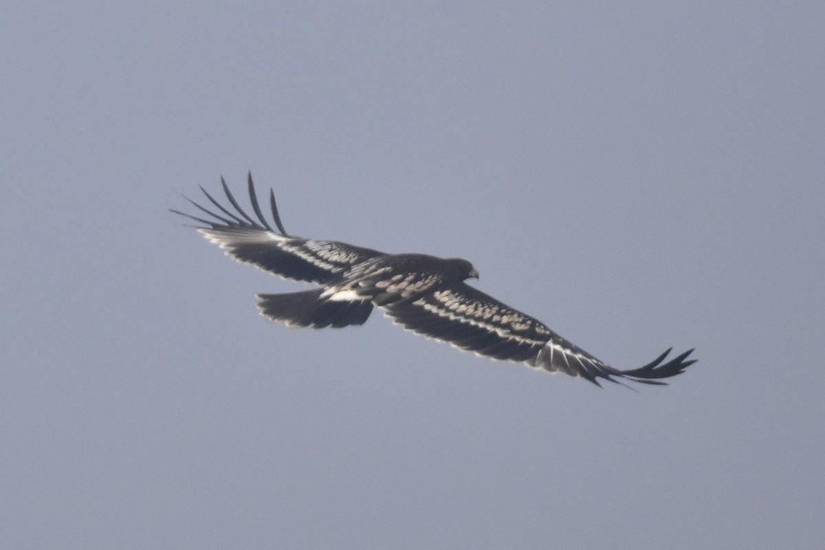 Greater Spotted Eagle - ML284143411