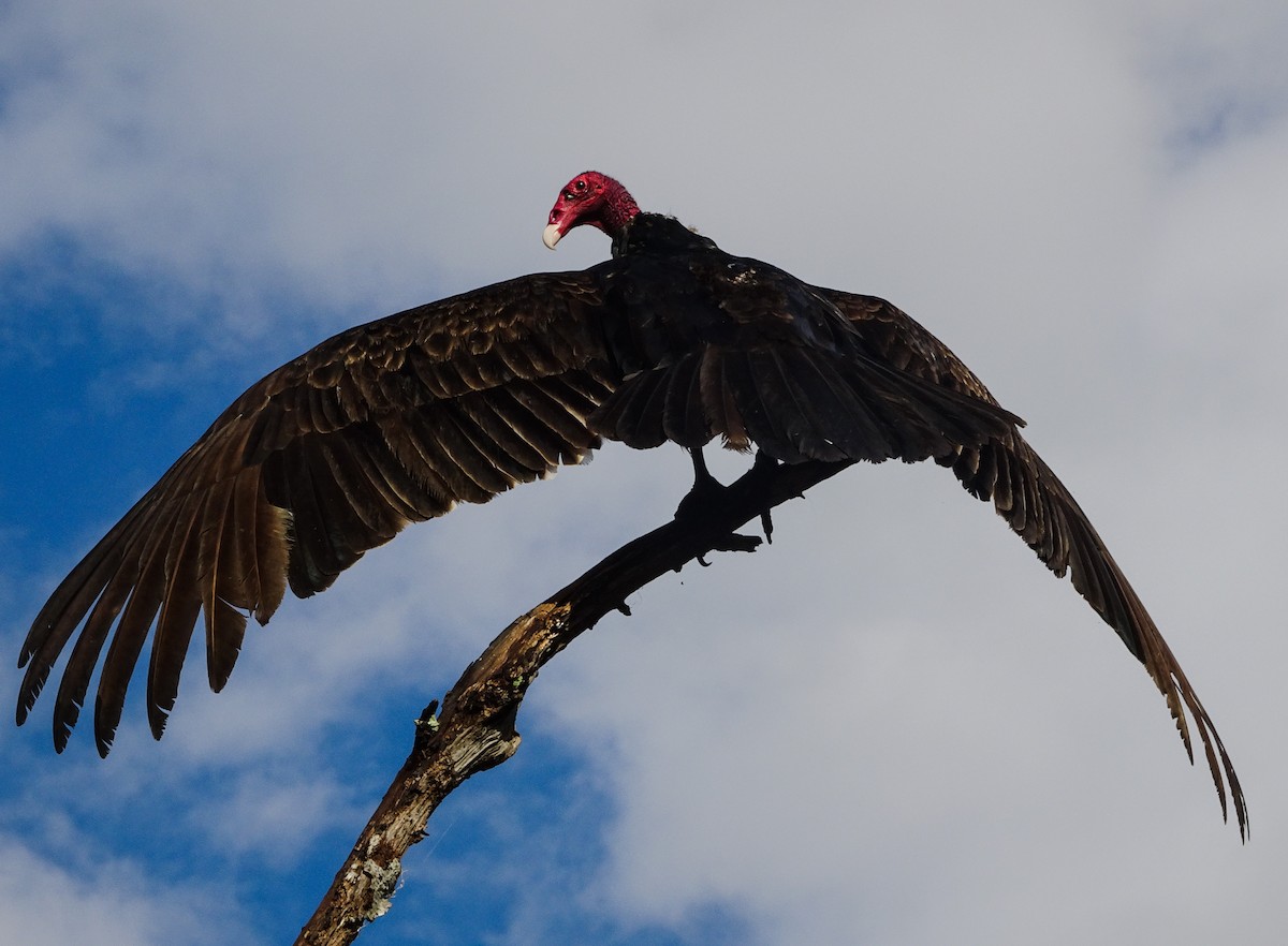 Turkey Vulture - Kevin Danchisen