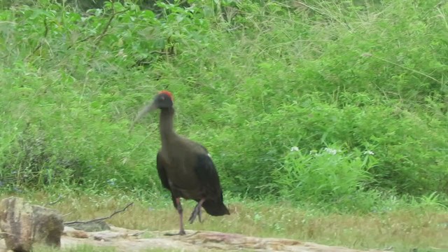 ibis bradavičnatý - ML284155081