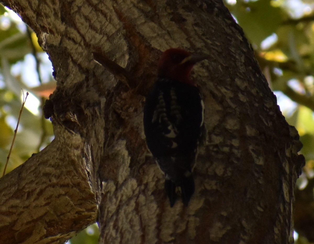 Red-breasted Sapsucker - ML284155441