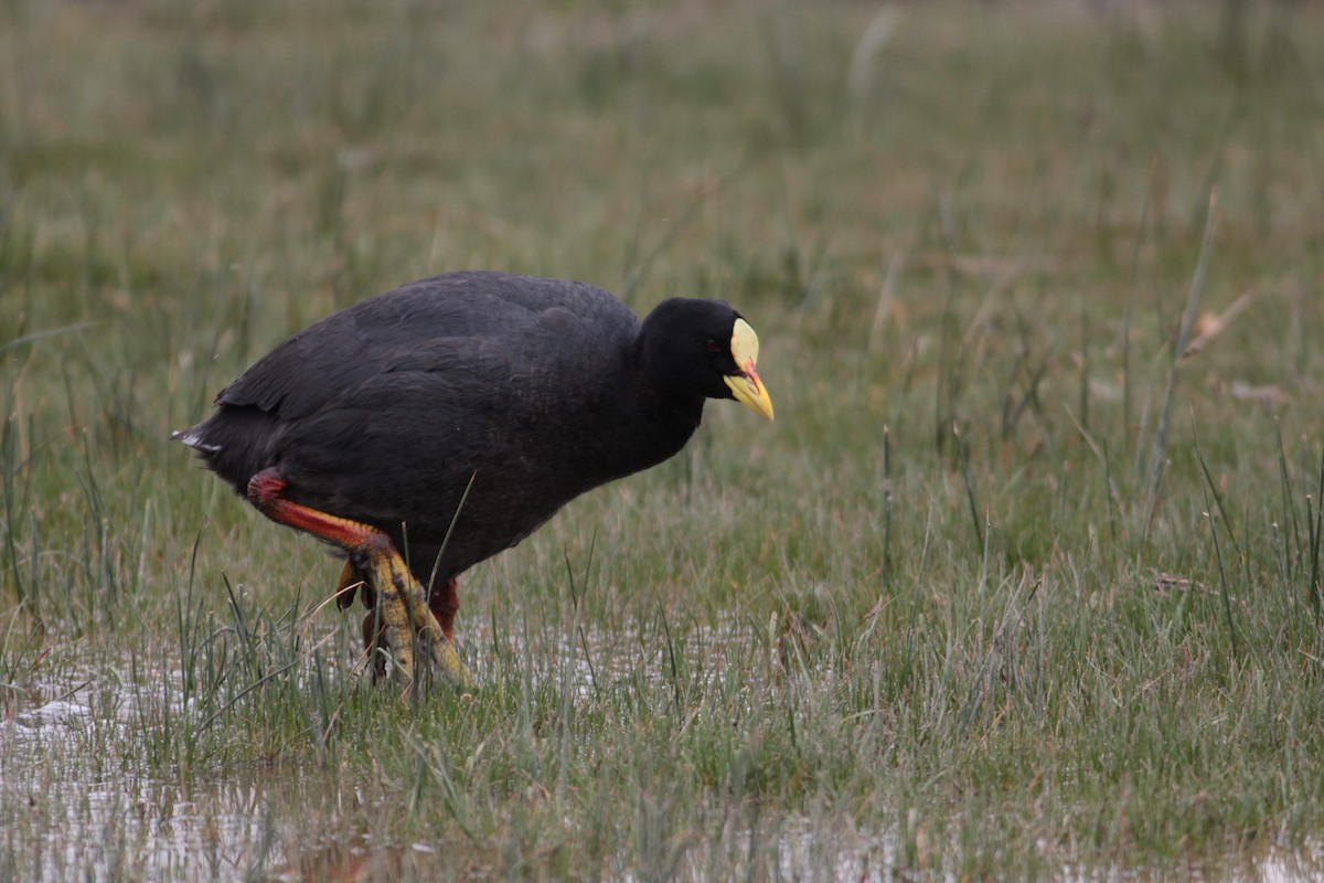 Red-gartered Coot - ML284160051