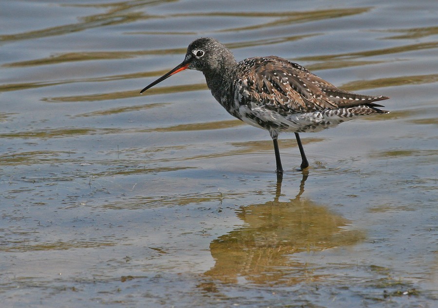 Spotted Redshank - Paul Cools