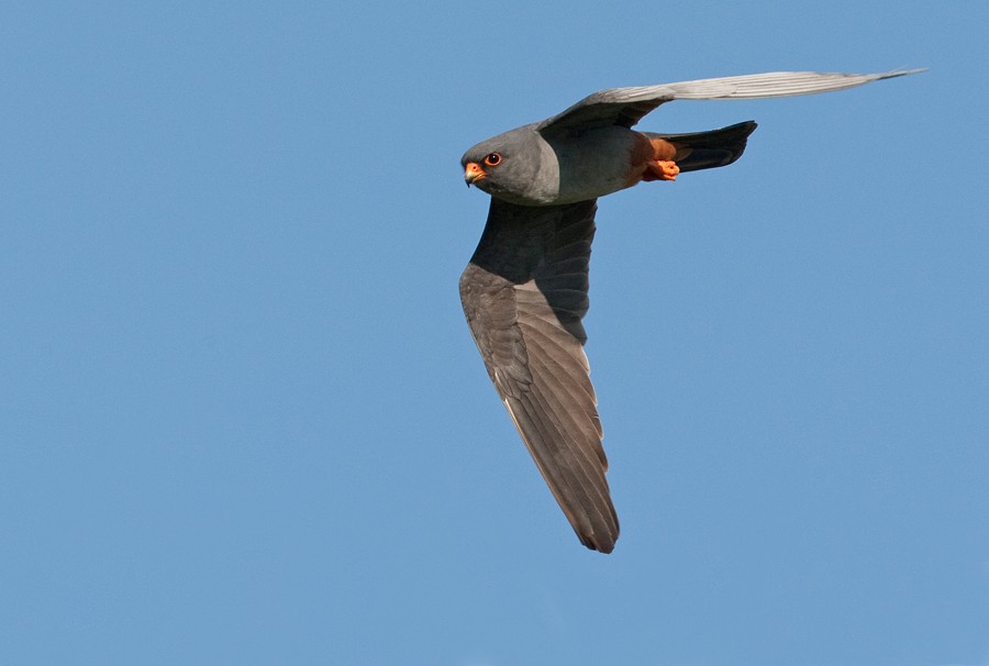 Red-footed Falcon - Paul Cools