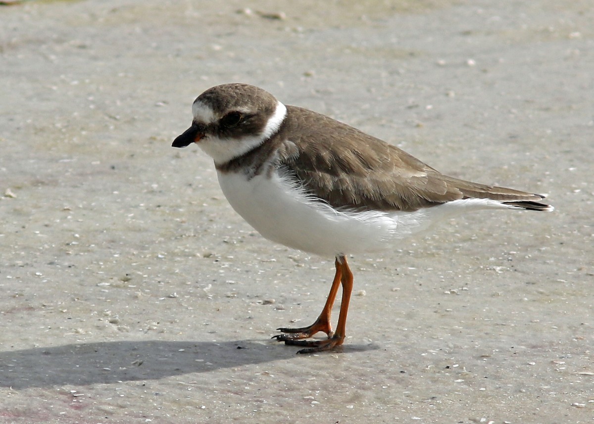 Semipalmated Plover - ML284163751