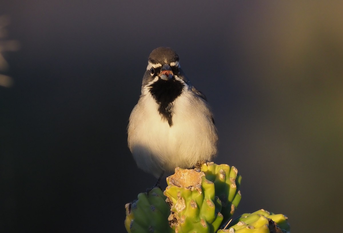 Black-throated Sparrow - ML284163991