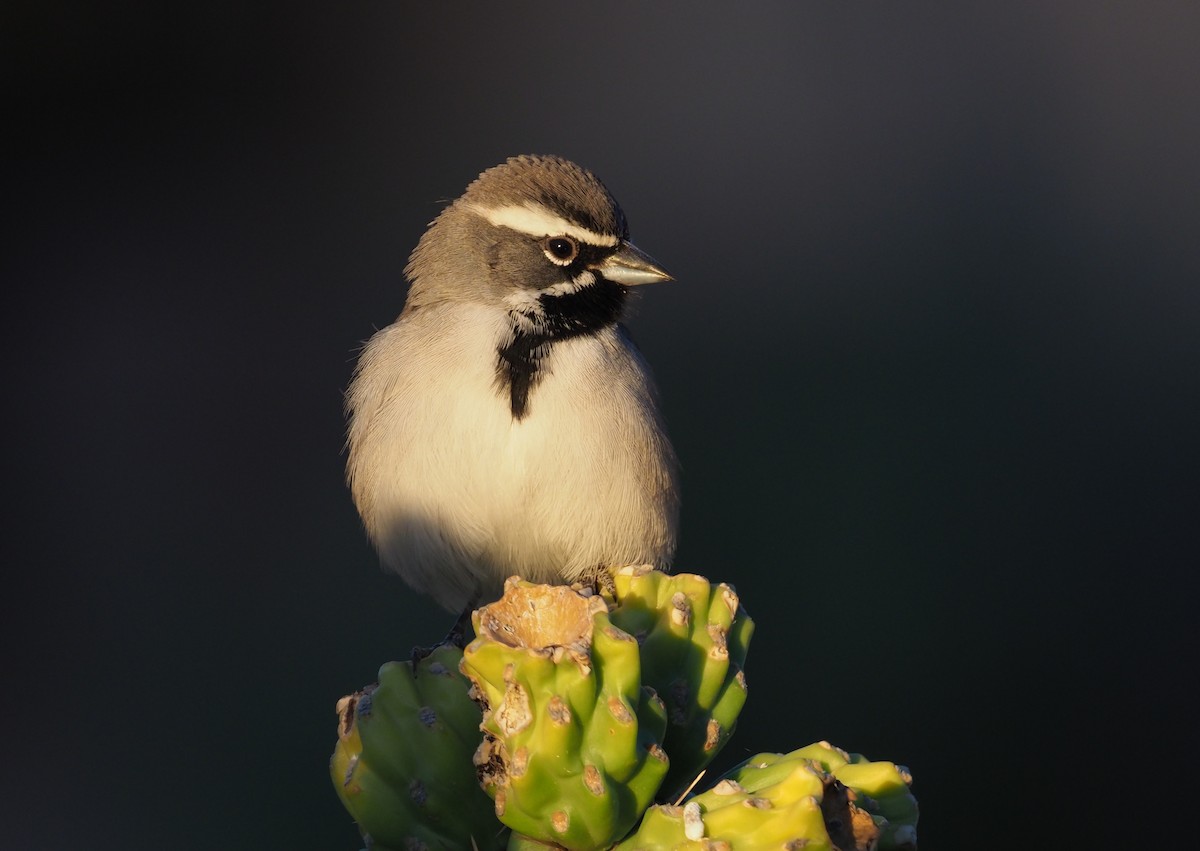 Black-throated Sparrow - ML284164751