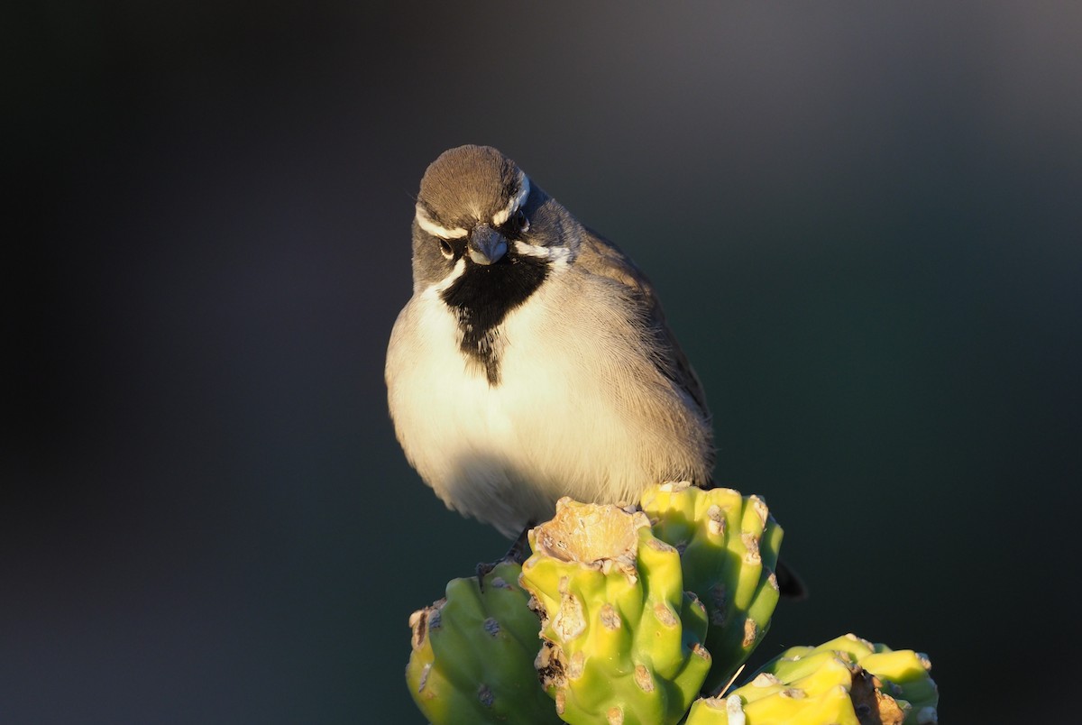 Black-throated Sparrow - ML284164891